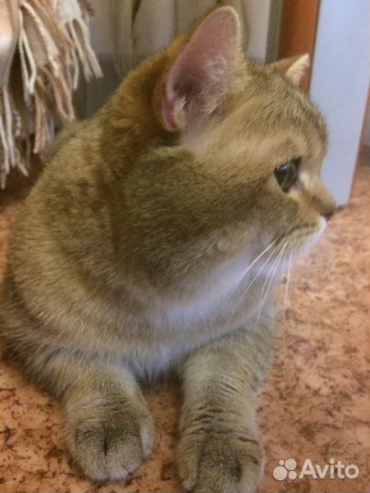 Вязка золотой Шотландский страйт