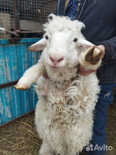 Молодые бараны