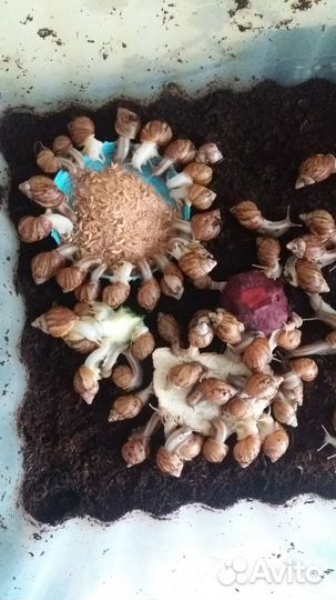 Улитки ахатины