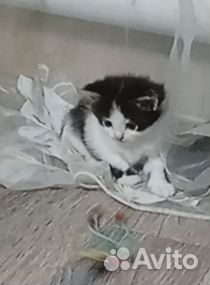 Котята отдам бесплатно