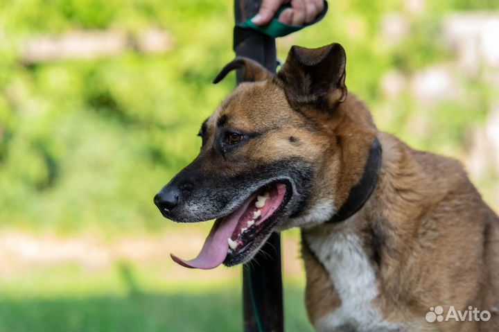 Стаффордширский терьер (метис)