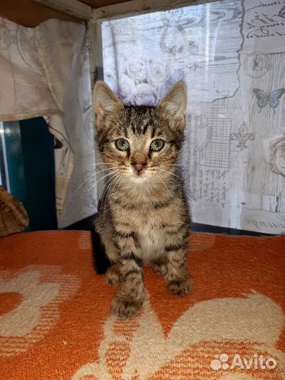 Котята мальчик и девочка