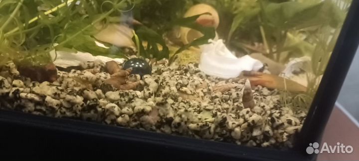 Улитка Милания