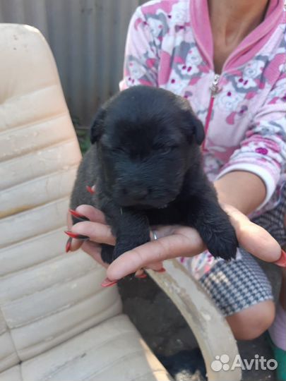 Отдам бесплатно щенков