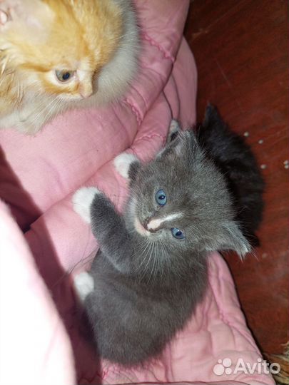 В добрые руки