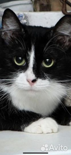 В добрые руки