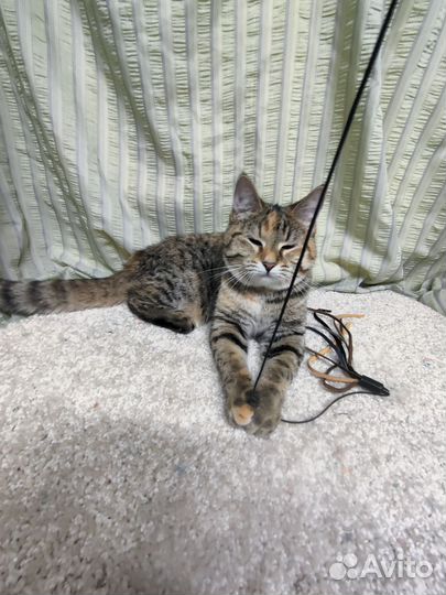 Котенок девочка