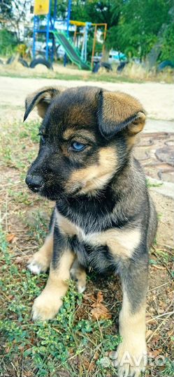 Собаки щенки