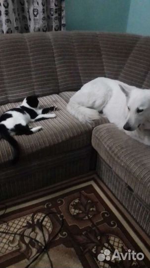 Передержка домашних животных