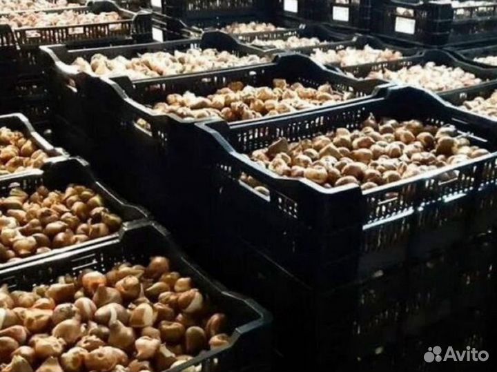 Луковицы тюльпанов оптом