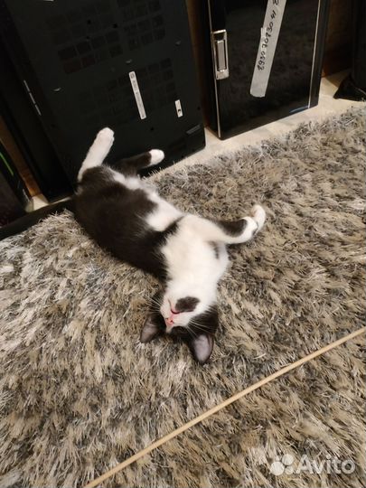 Котенок мальчик