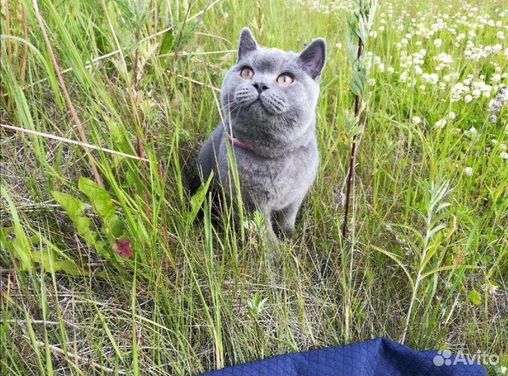 Котик ищет невесту