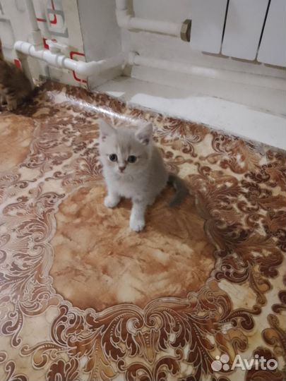 Продам британских котят