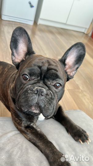 Вязка кобель