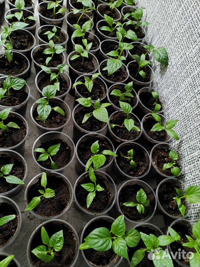 Рассада сладкого перца