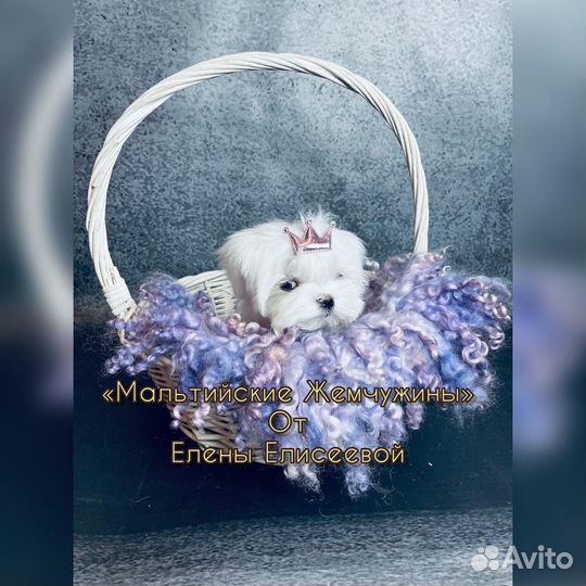 Мальтийская болонка мини