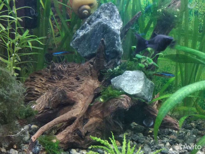 Корм для рыбок, коряги, трубки