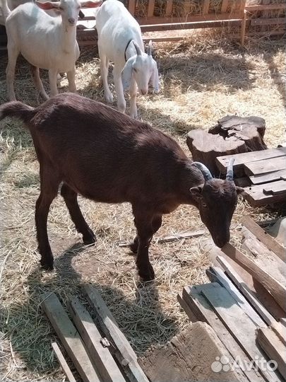 Продам коз и козлят
