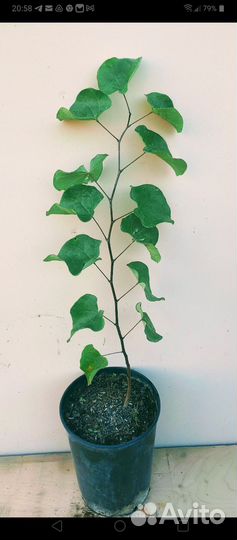 Церсис Канадский