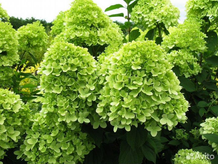 Гортензия метельчатая