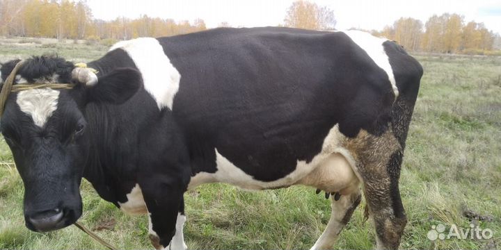 Корова дойная молодая