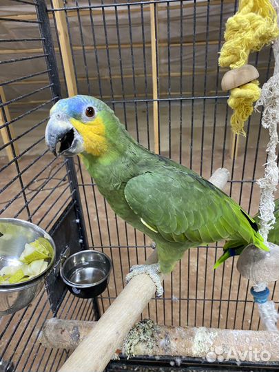 Пара Венесуэльских Амазонов