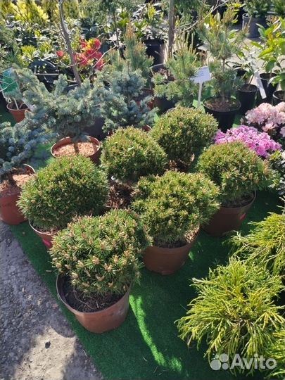 Бенджамин сосна