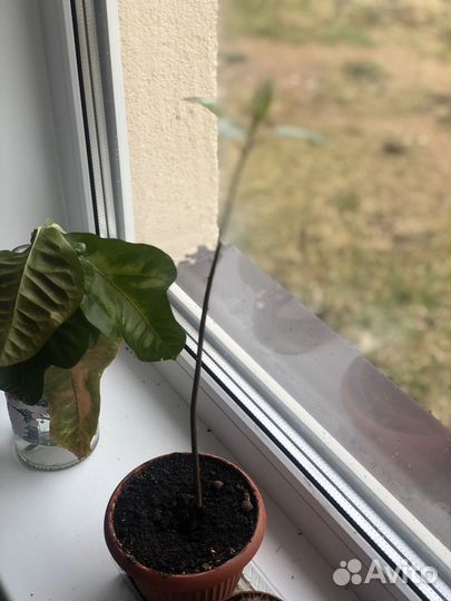 Росток авокадо