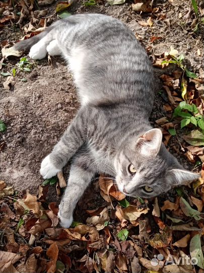 Отдам бесплатно