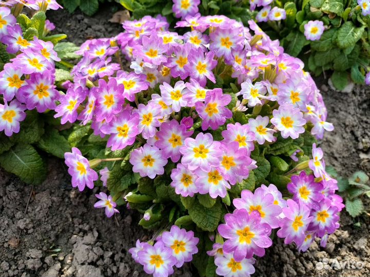 Примула делянки