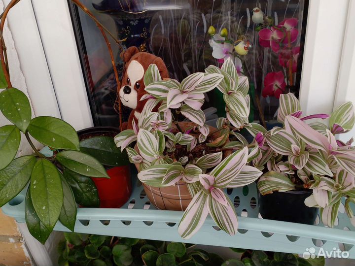 Комнатные цветы