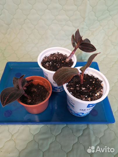 Орхидея драгоценнолиственная