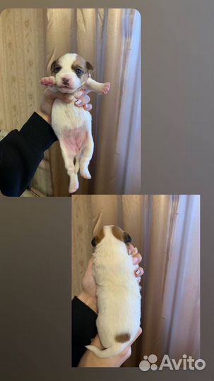 Щенки джек рассел терьер гладкошерстный