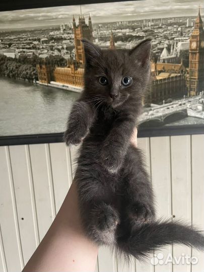 Котята мейн-кун