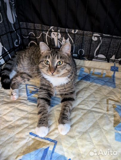 Приличный котик