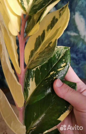 Замиокулькас Short Leaf