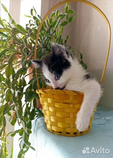 Малыши в добрые руки