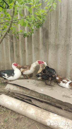 Яйцо мускусной утки на инкубатор