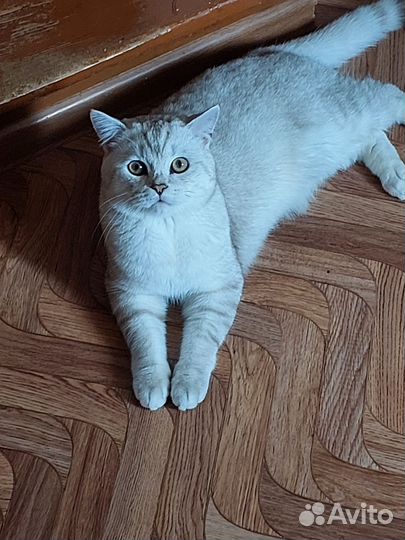 Шотландский кот на вязку