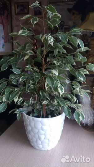 Фикус Бенджамина