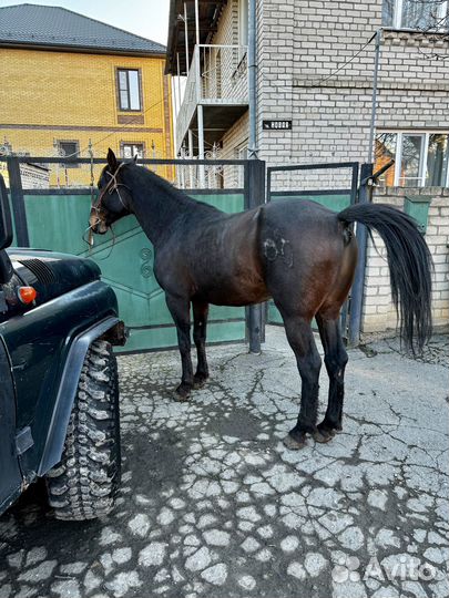 Жеребец иноходец