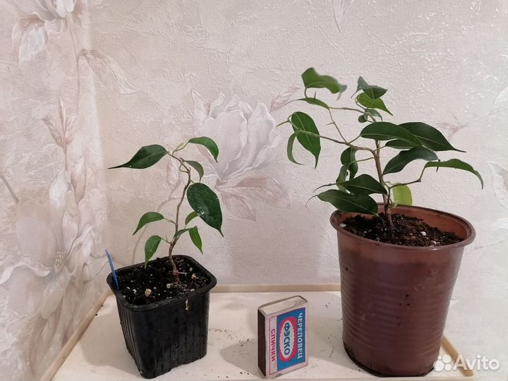 Фикусы 2, драцены