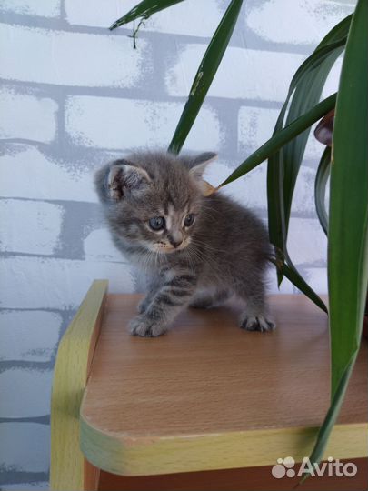 Отдам котят в добрые руки (мама британка)