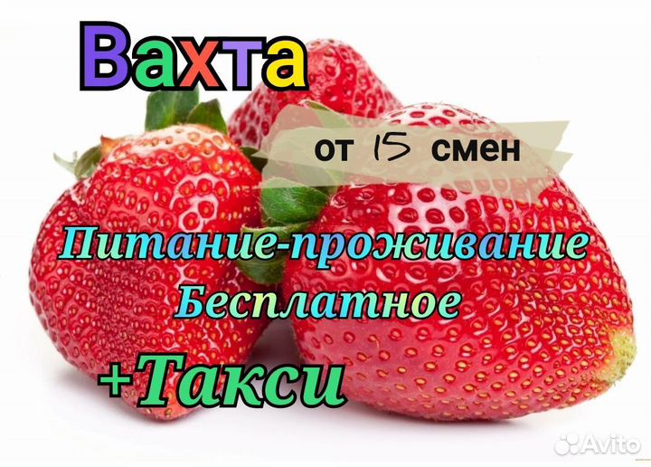 Работа Вахтой/Сборщик Клубники в теплице