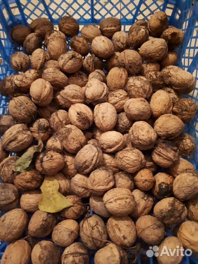 Грецкий орех