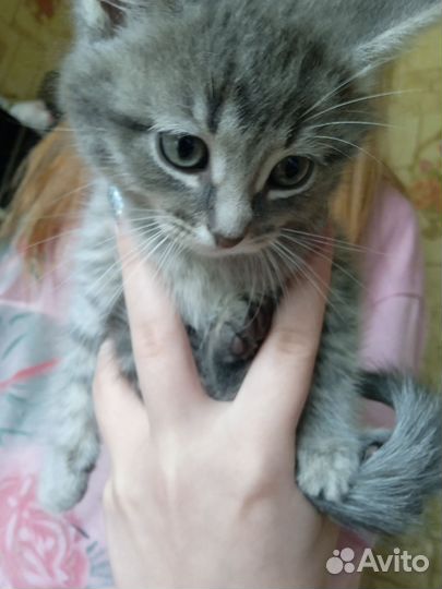 Черный котенок