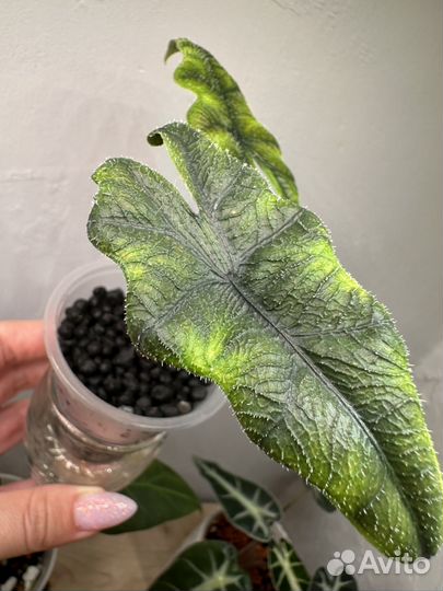 Алоказия жаклин