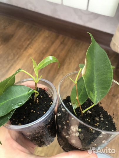 Сортовые фикусы