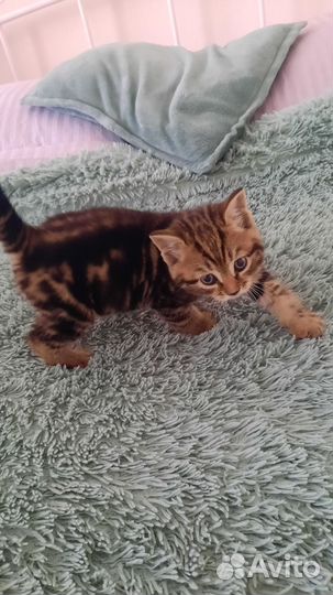 Котик мраморный мальчик