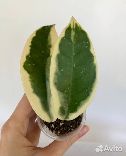 Хойя Hoya cagayanensis и Crimson Queen